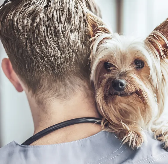 Dog being held by a person